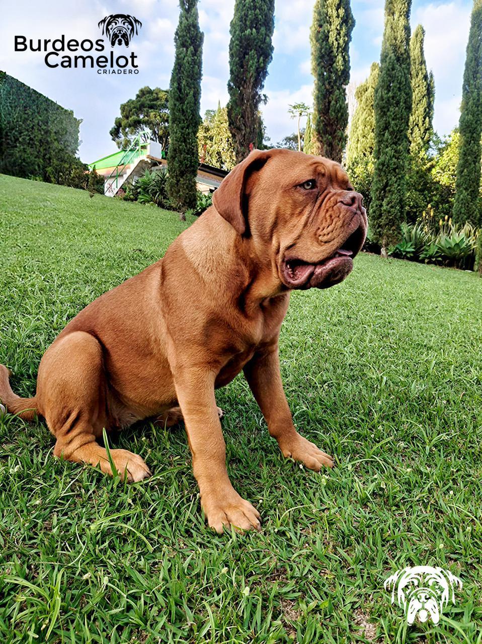 Pareja reproductores