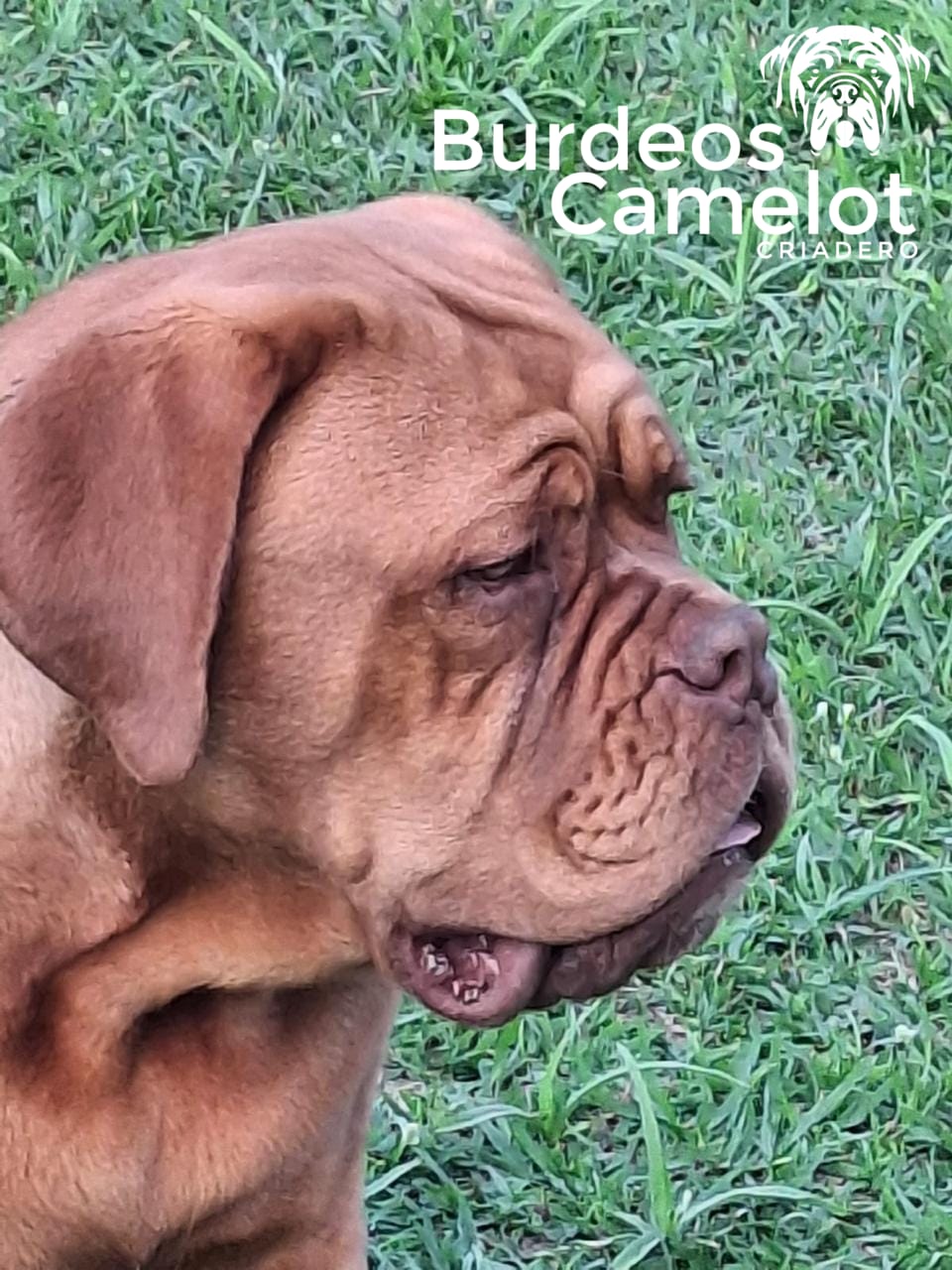 Pareja reproductores