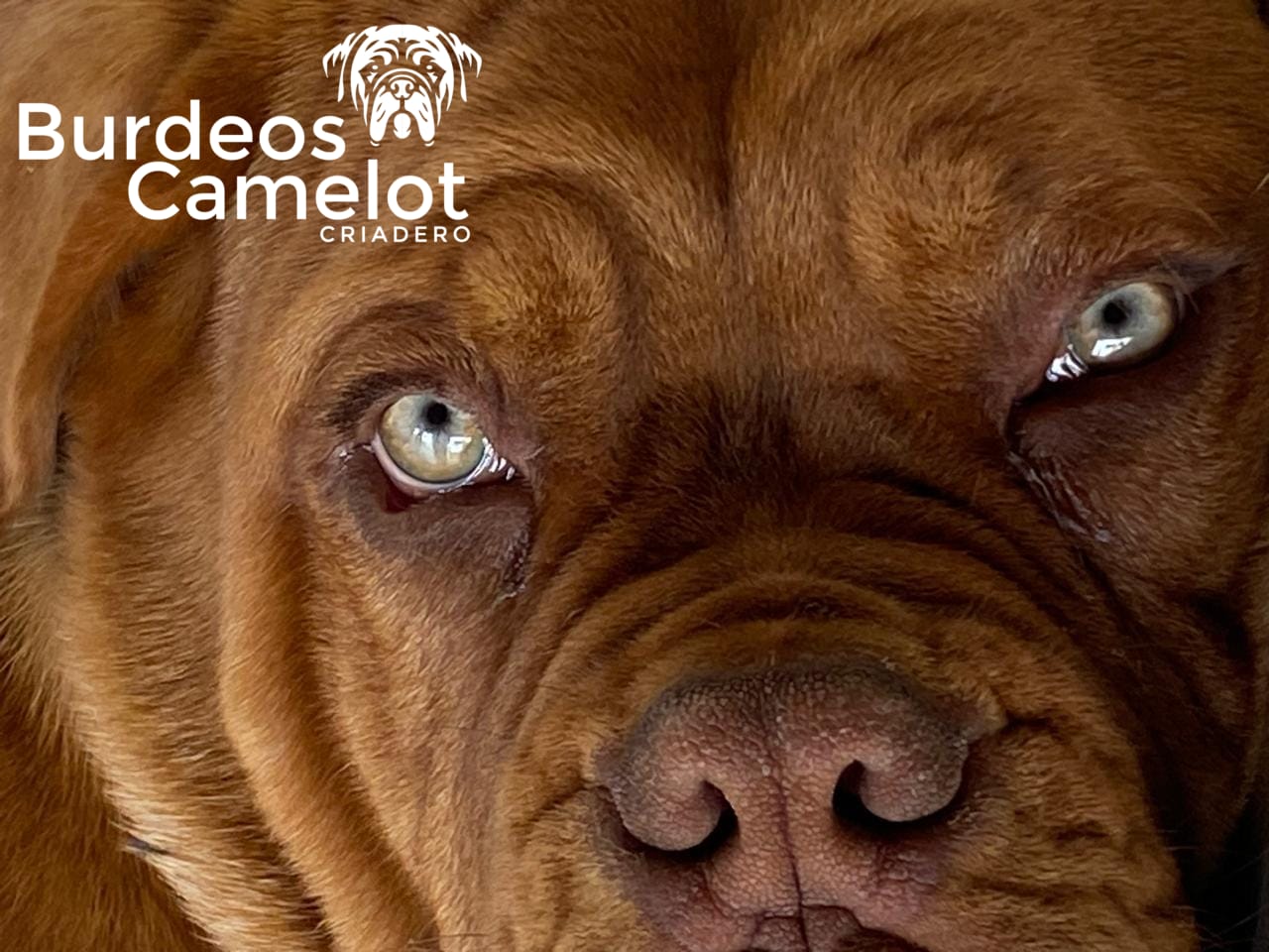 Pareja reproductores