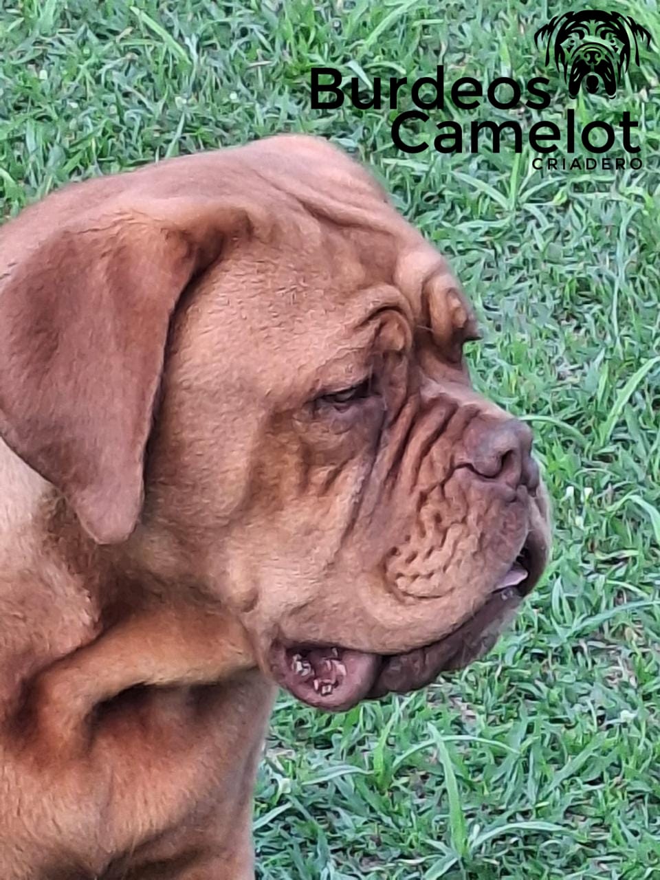 Zelda - Hembra reproductora